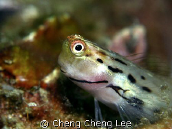 Goby by Cheng Cheng Lee 